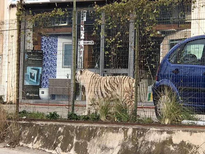 Tigre Fuggita: è In Area Circondata Da Recinzione
