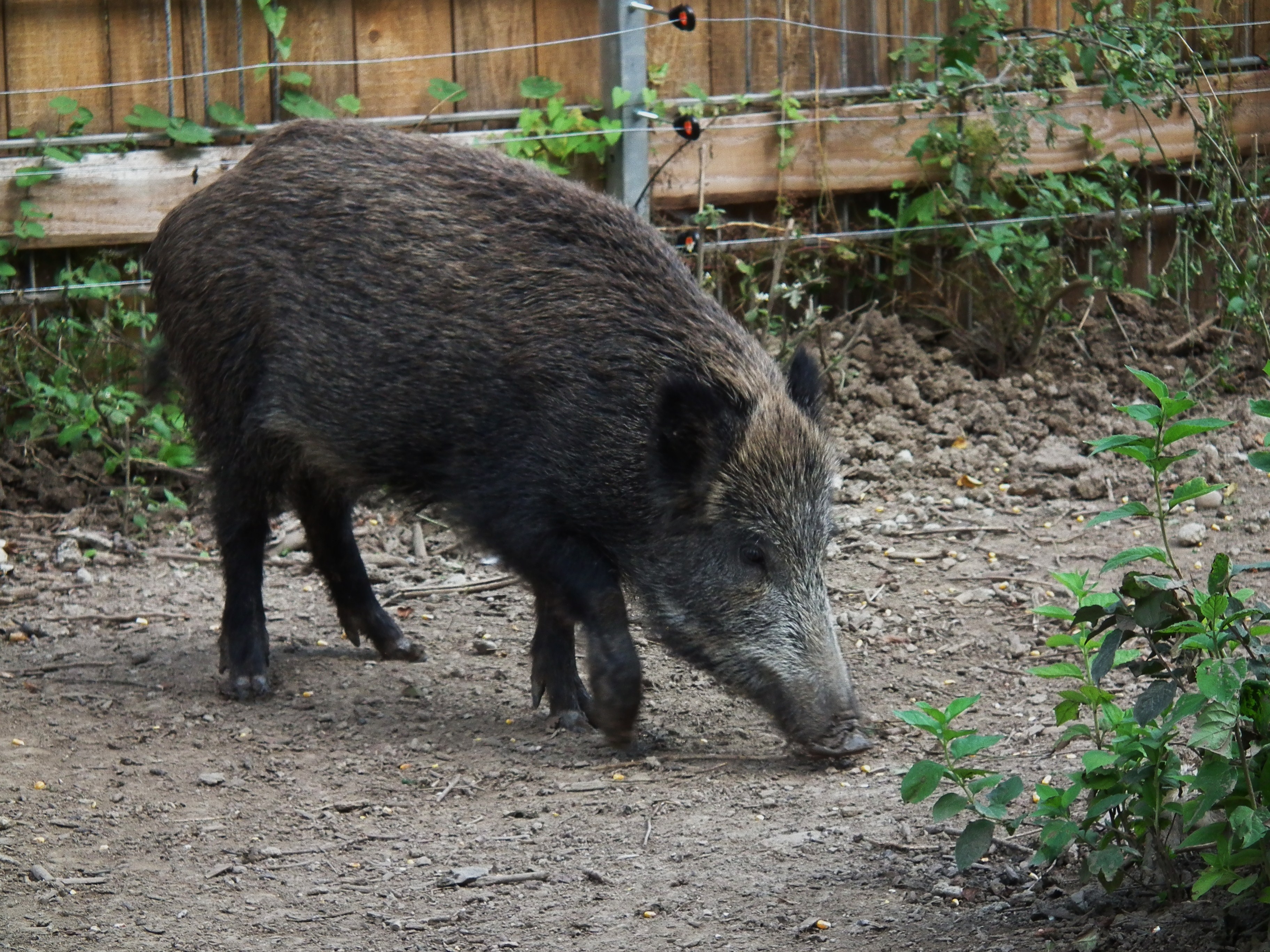 Cinghiale