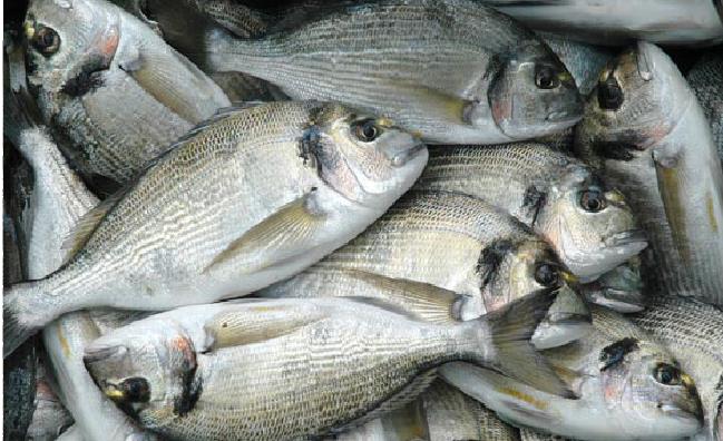 Pesce orate