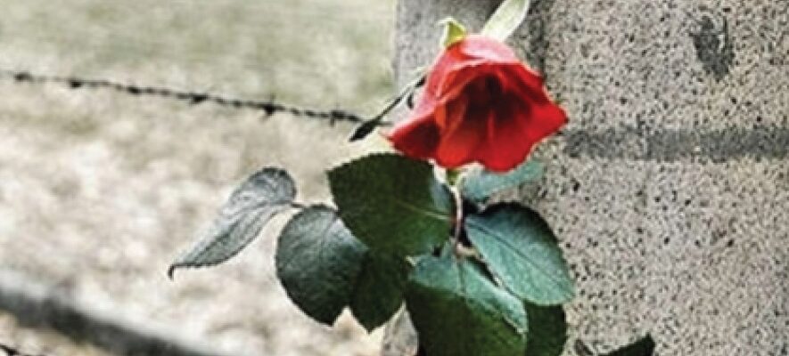 Giorno Della Memoria Shoah Olocausto Rosa Lager